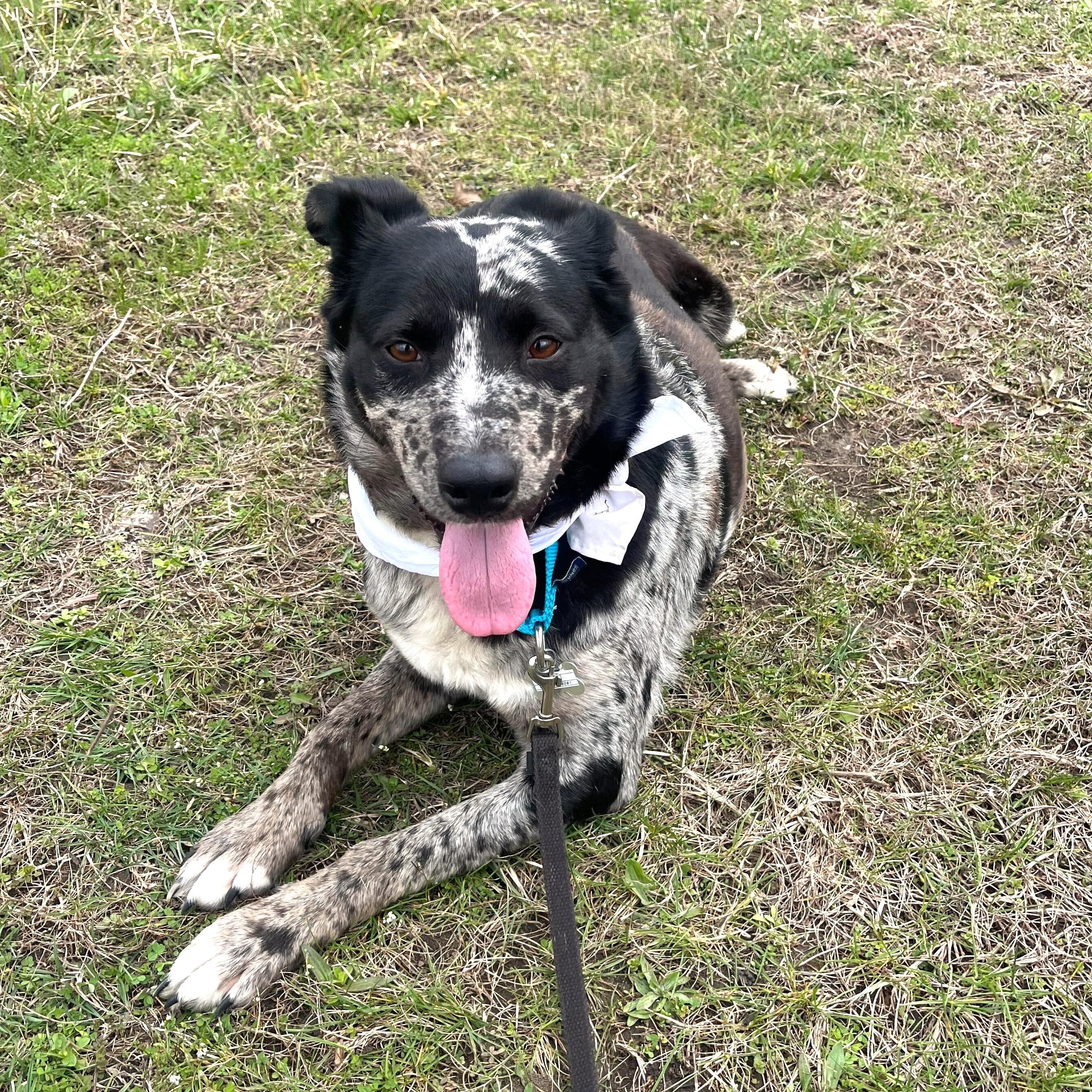 Enlarge Breezy, an adoptable Mixed Breed in Canal Winchester, OH image 5/5