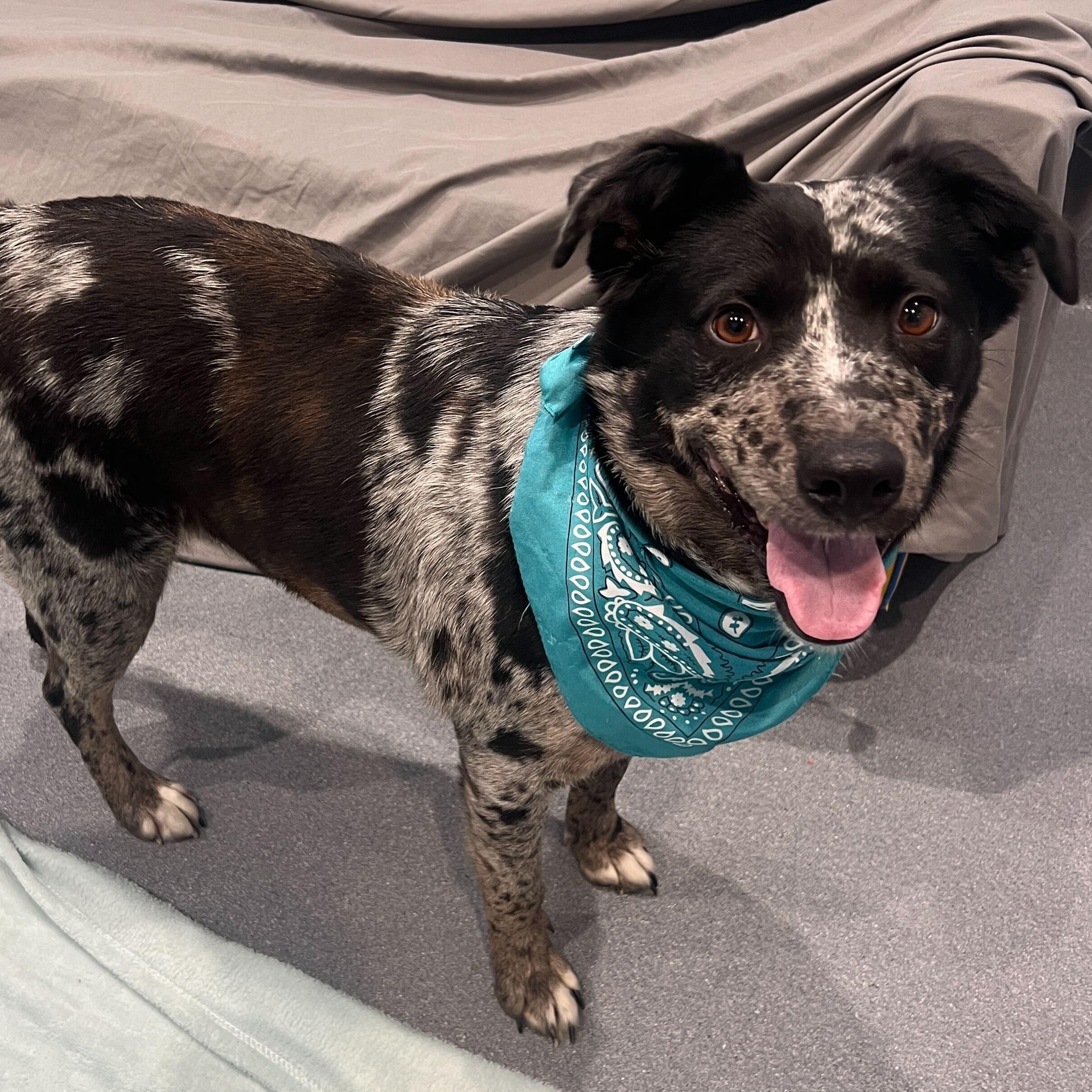 Enlarge Breezy, an adoptable Mixed Breed in Canal Winchester, OH image 4/5