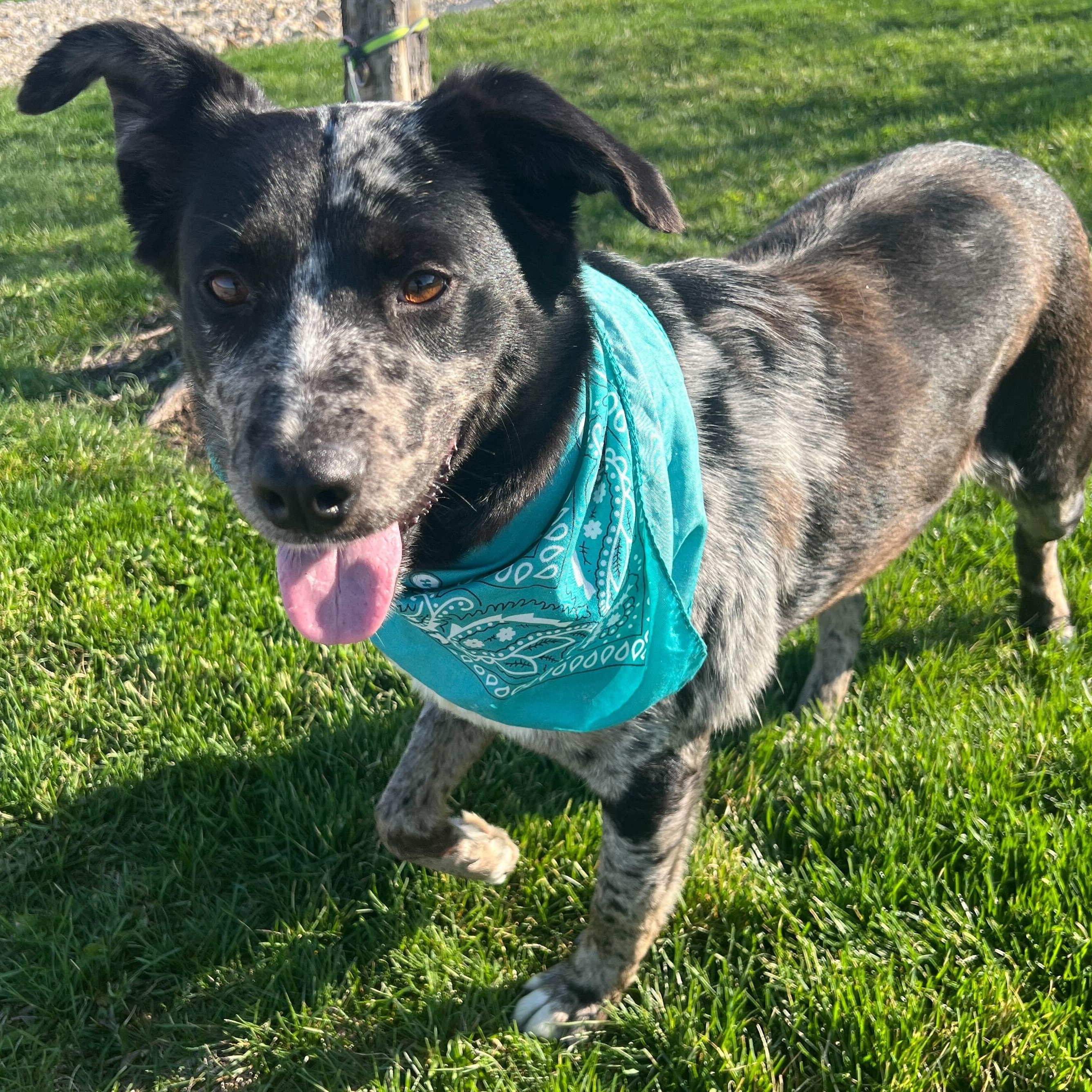 Enlarge Breezy, an adoptable Mixed Breed in Canal Winchester, OH image 3/5