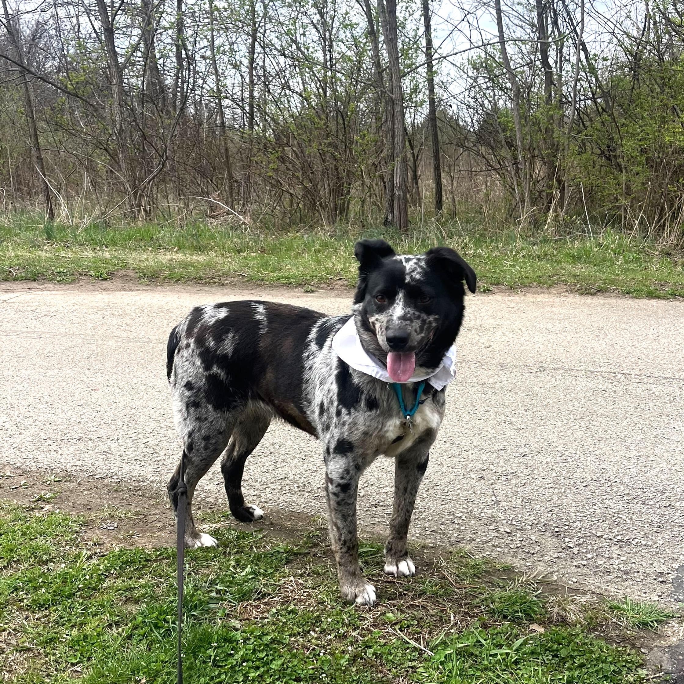 Enlarge Breezy, an adoptable Mixed Breed in Canal Winchester, OH image 2/5