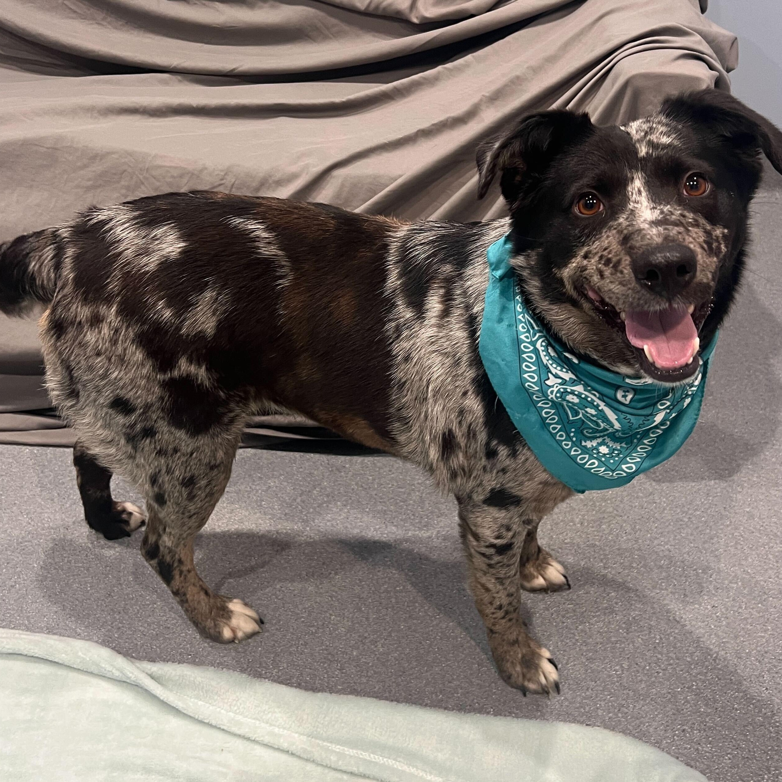 Enlarge Breezy, an adoptable Mixed Breed in Canal Winchester, OH image 1/5