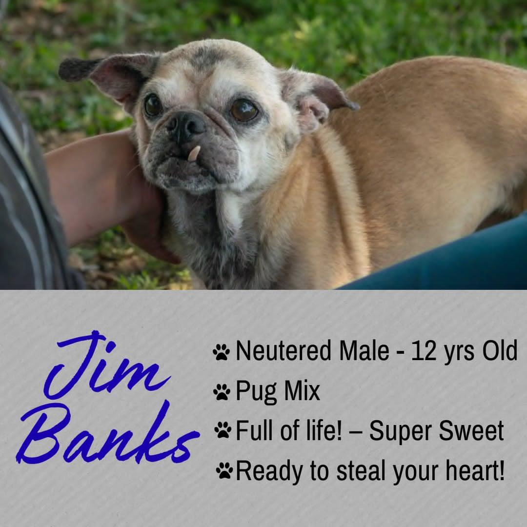 Enlarge Jim Banks, an adopted mixed breed in Junction City, KS image 1/1