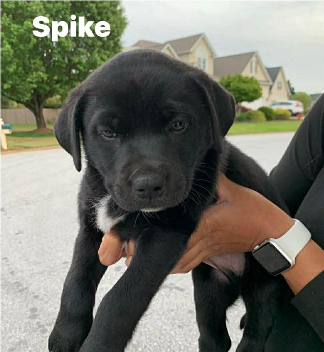 Enlarge Spike, a ADOPTABLE mixed breed in Douglas, MA image 2/4