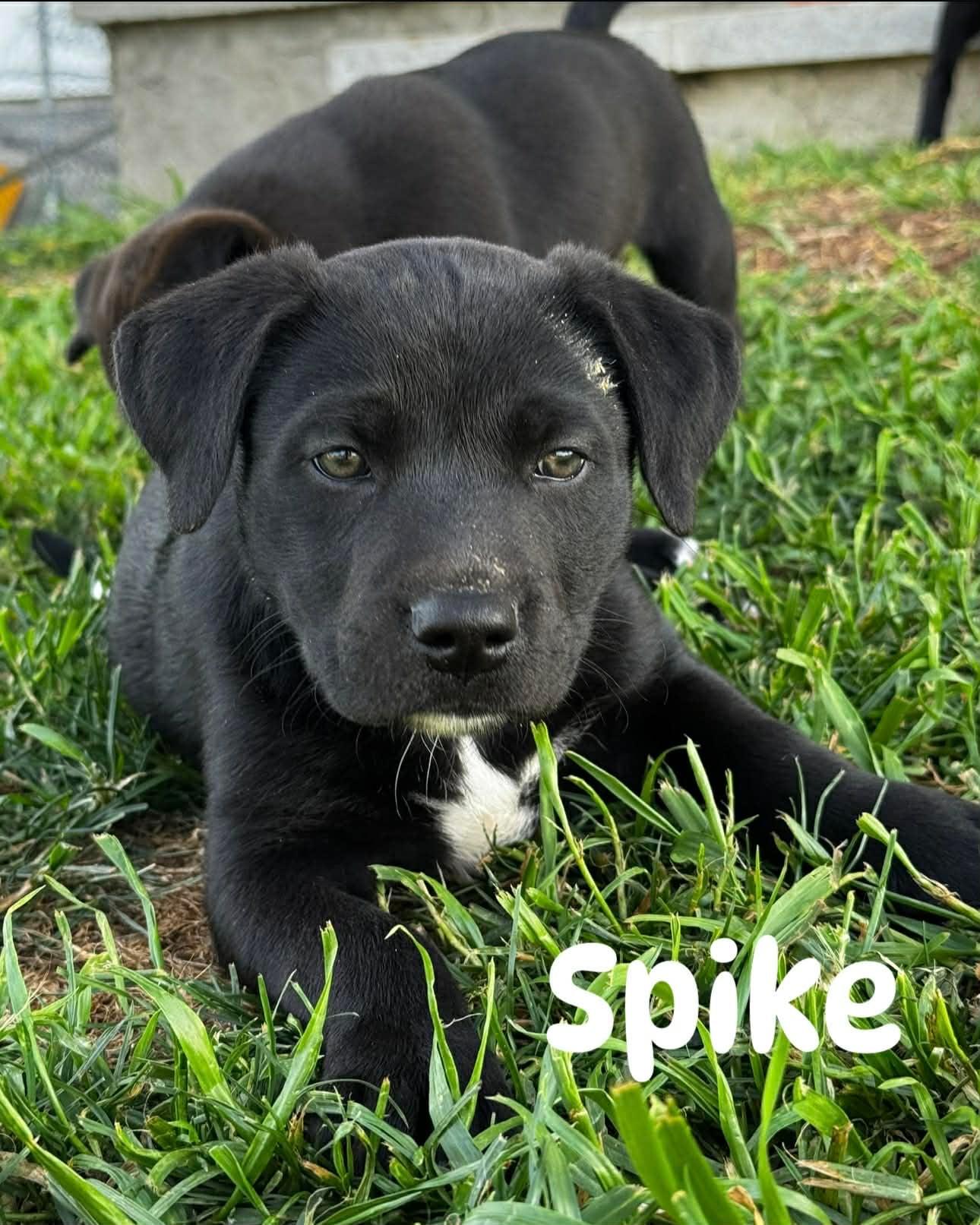 Spike, ADOPTABLE, Puppy Male Mixed Breed.