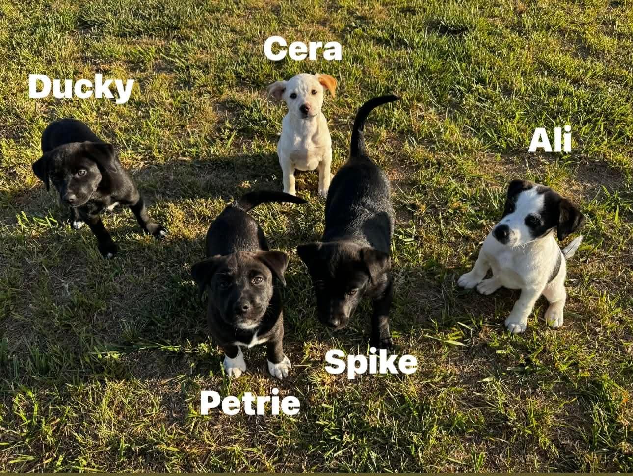 Enlarge Spike, a ADOPTABLE mixed breed in Douglas, MA image 3/4