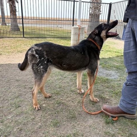 Enlarge CARLOS, a Adoptable German Shepherd Dog in Delano, CA image 4/5