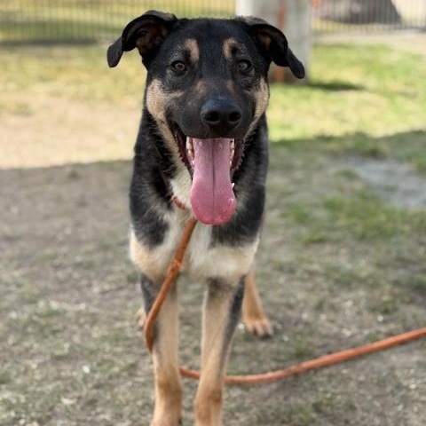 Enlarge CARLOS, a Adoptable German Shepherd Dog in Delano, CA image 3/5