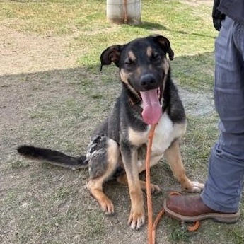 Enlarge CARLOS, a Adoptable German Shepherd Dog in Delano, CA image 5/5
