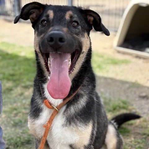 Enlarge CARLOS, a Adoptable German Shepherd Dog in Delano, CA image 1/5