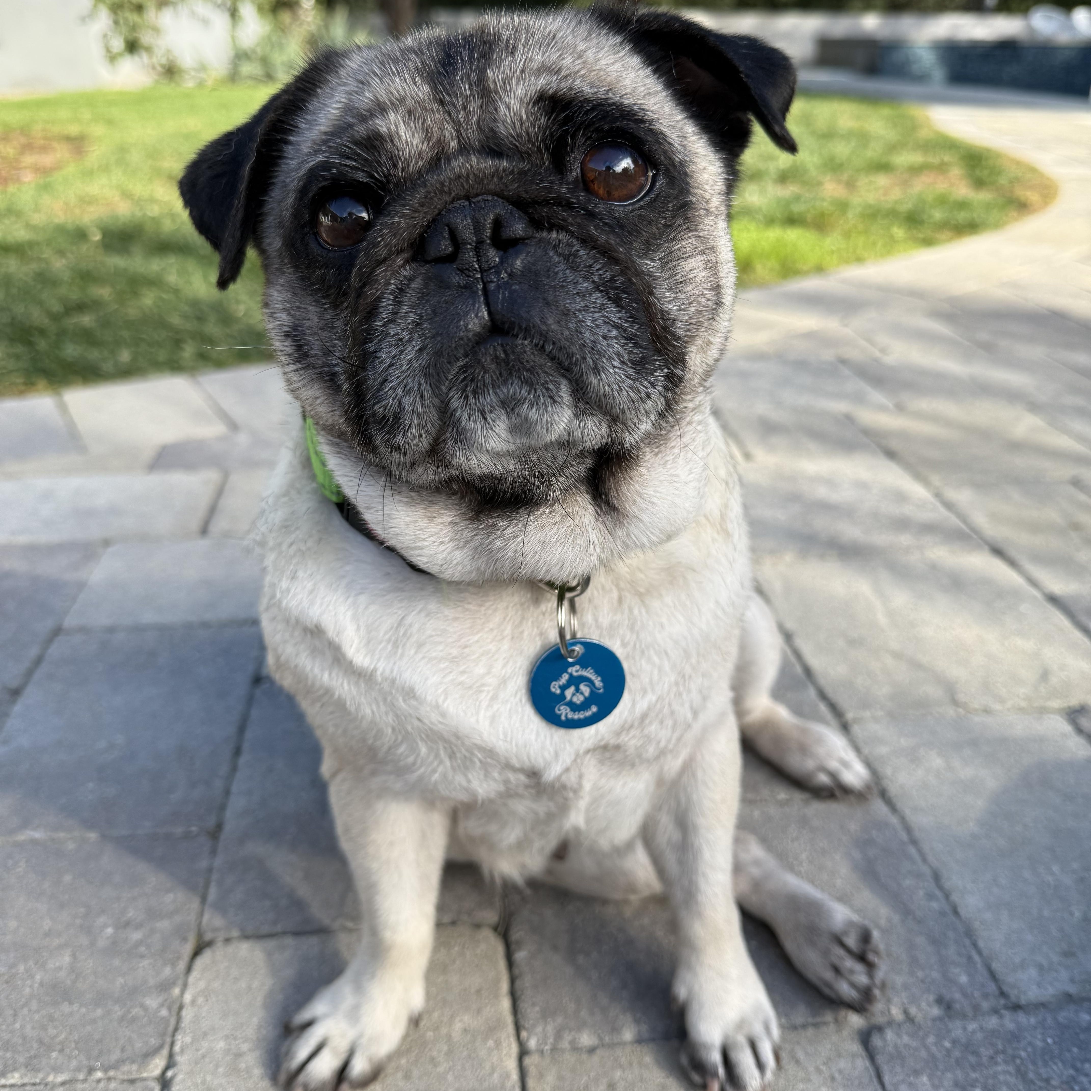 Goldie, an adopted Pug in Pasadena, CA image 1/5
