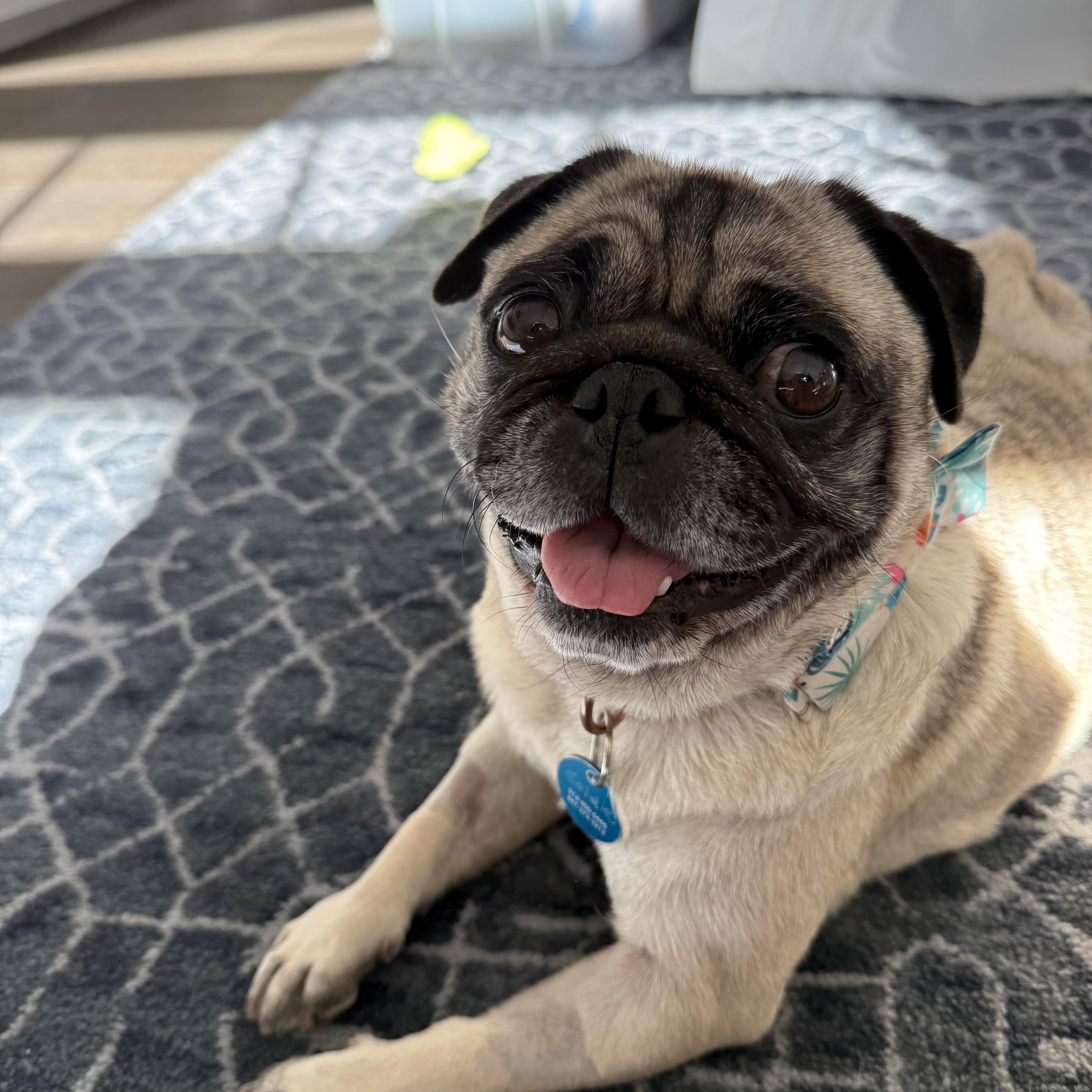 Goldie, an adopted Pug in Pasadena, CA image 3/5