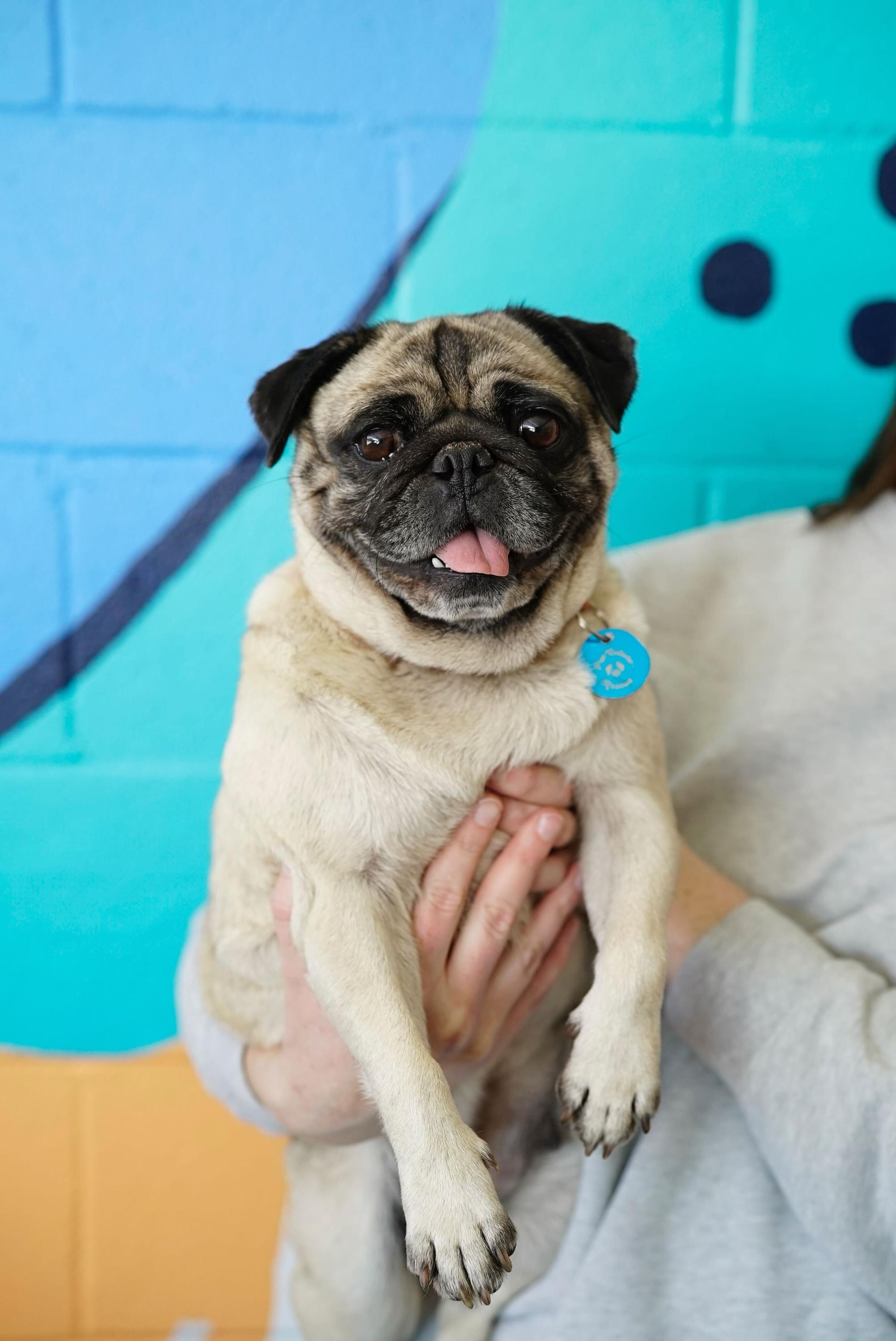 Goldie, an adopted Pug in Pasadena, CA image 5/5
