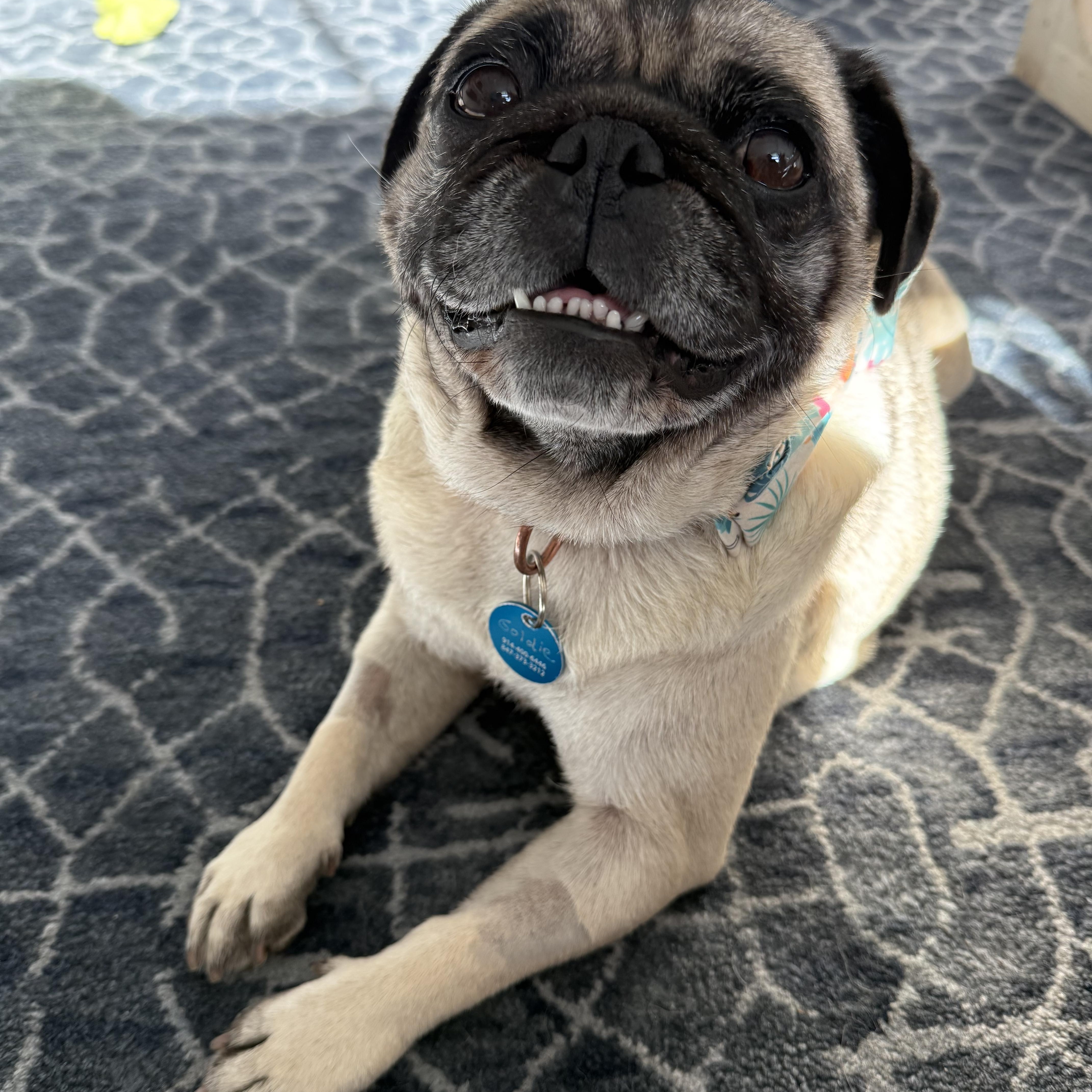 Goldie, an adopted Pug in Pasadena, CA image 4/5