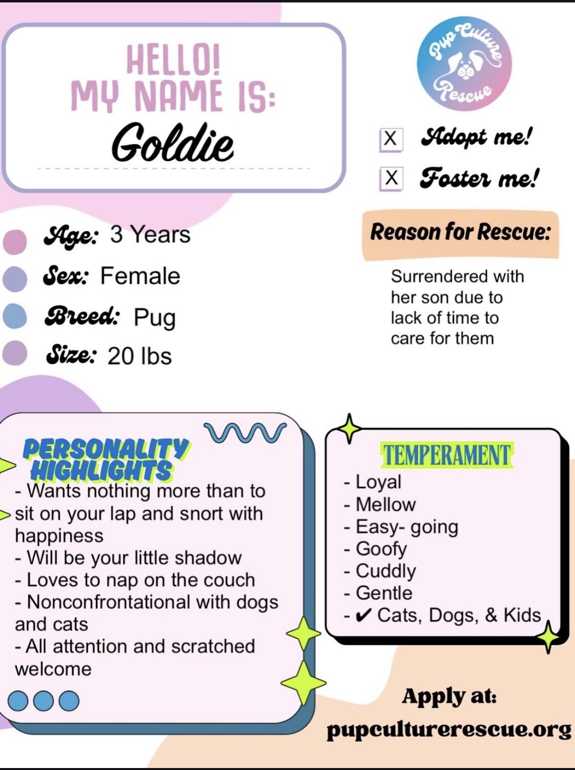 Goldie, an adopted Pug in Pasadena, CA image 2/5