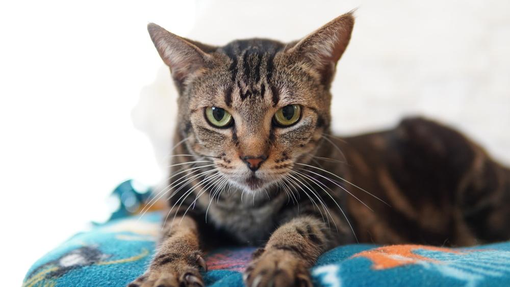 Enlarge Abilene, a Adoptable Domestic Short Hair in Wellington, FL image 2/5