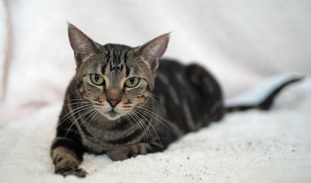 Enlarge Abilene, a Adoptable Domestic Short Hair in Wellington, FL image 3/5