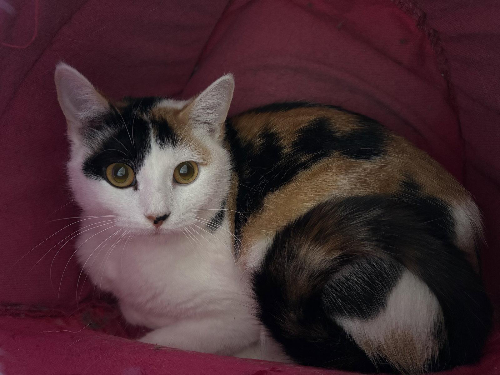 Cookie Dough, Adoptable, Adult Female Domestic Short Hair.