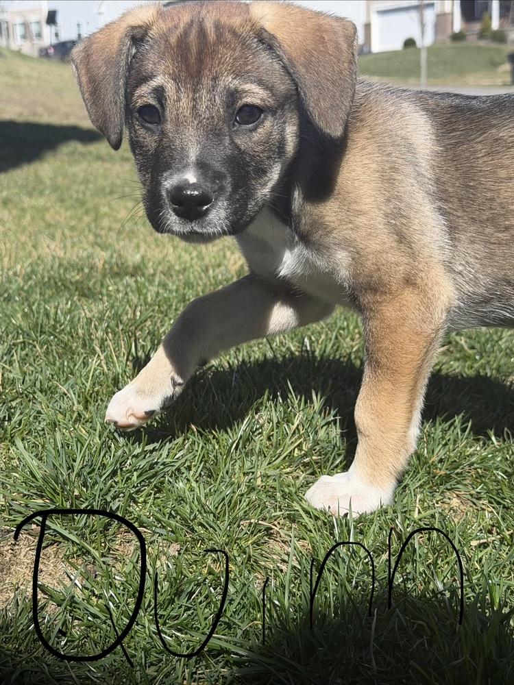 Enlarge Quinn, a Adoptable mixed breed in Jefferson Hills, PA image 1/3