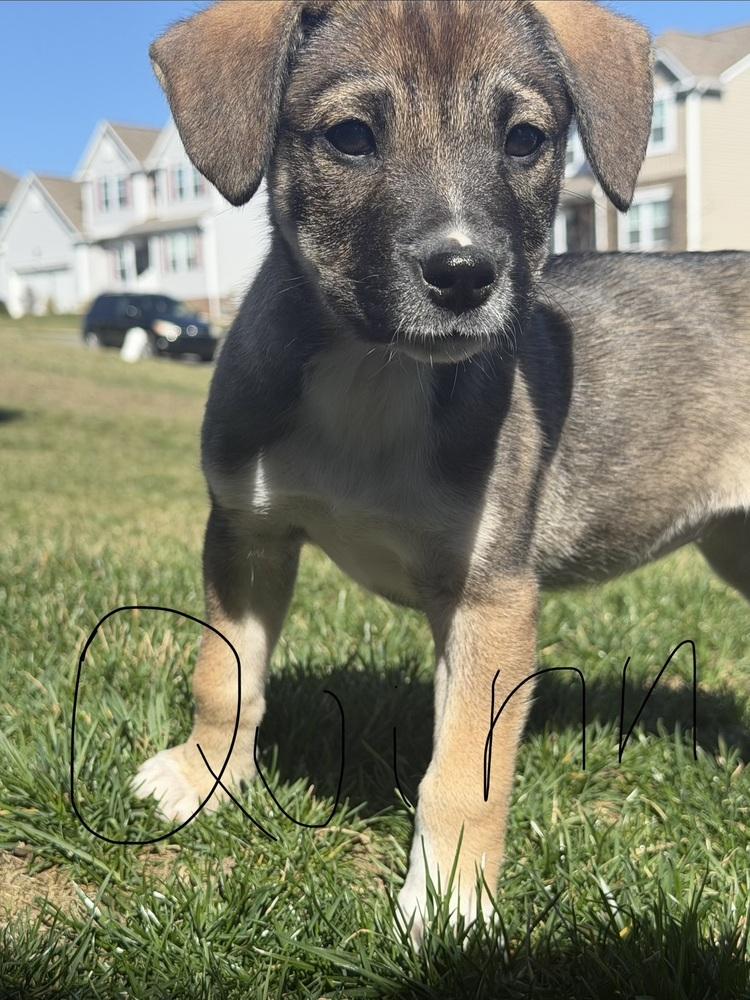 Enlarge Quinn, a Adoptable mixed breed in Jefferson Hills, PA image 3/3