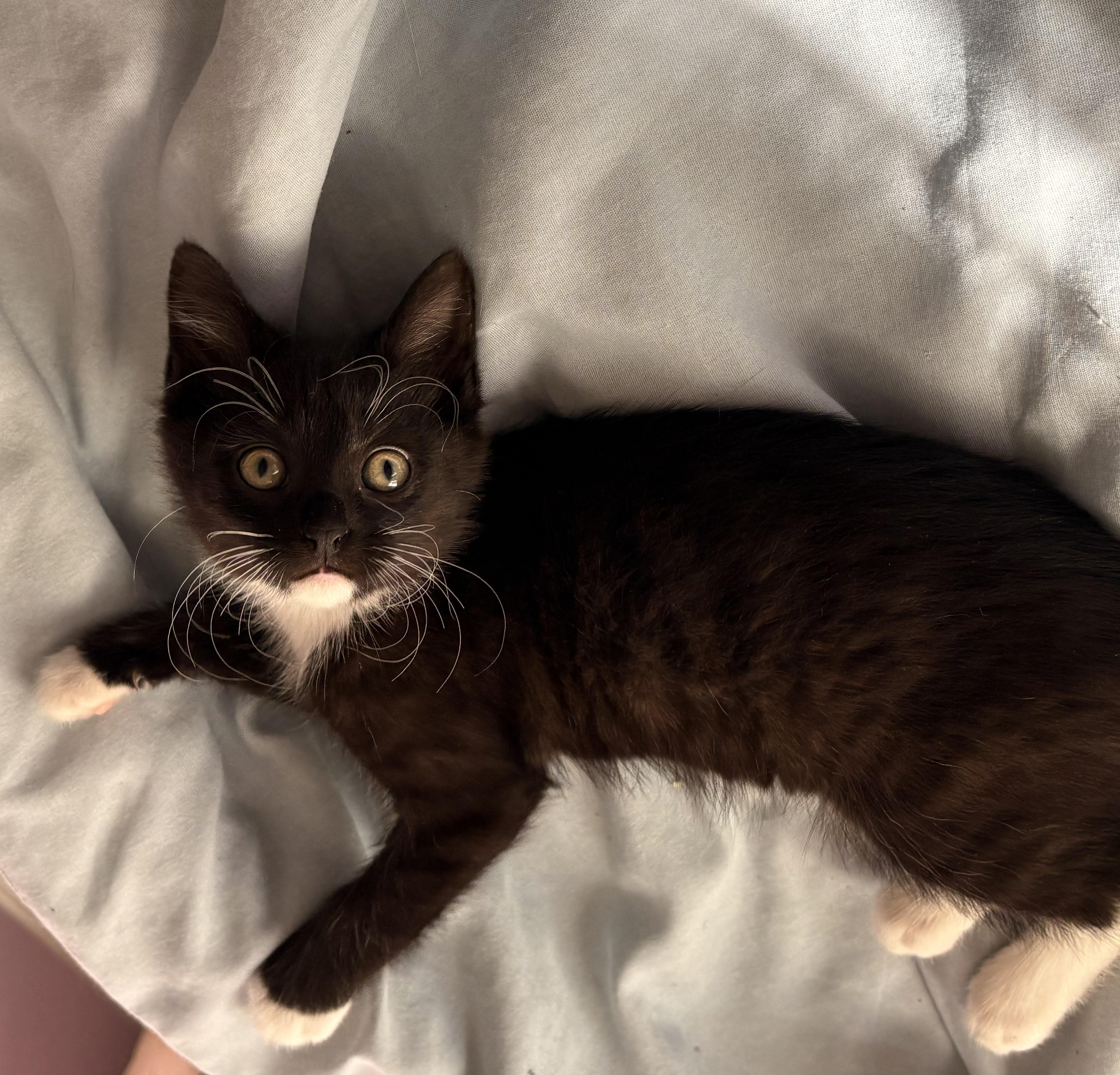 Mabel, ADOPTABLE, Kitten Female Tuxedo & Domestic Short Hair.