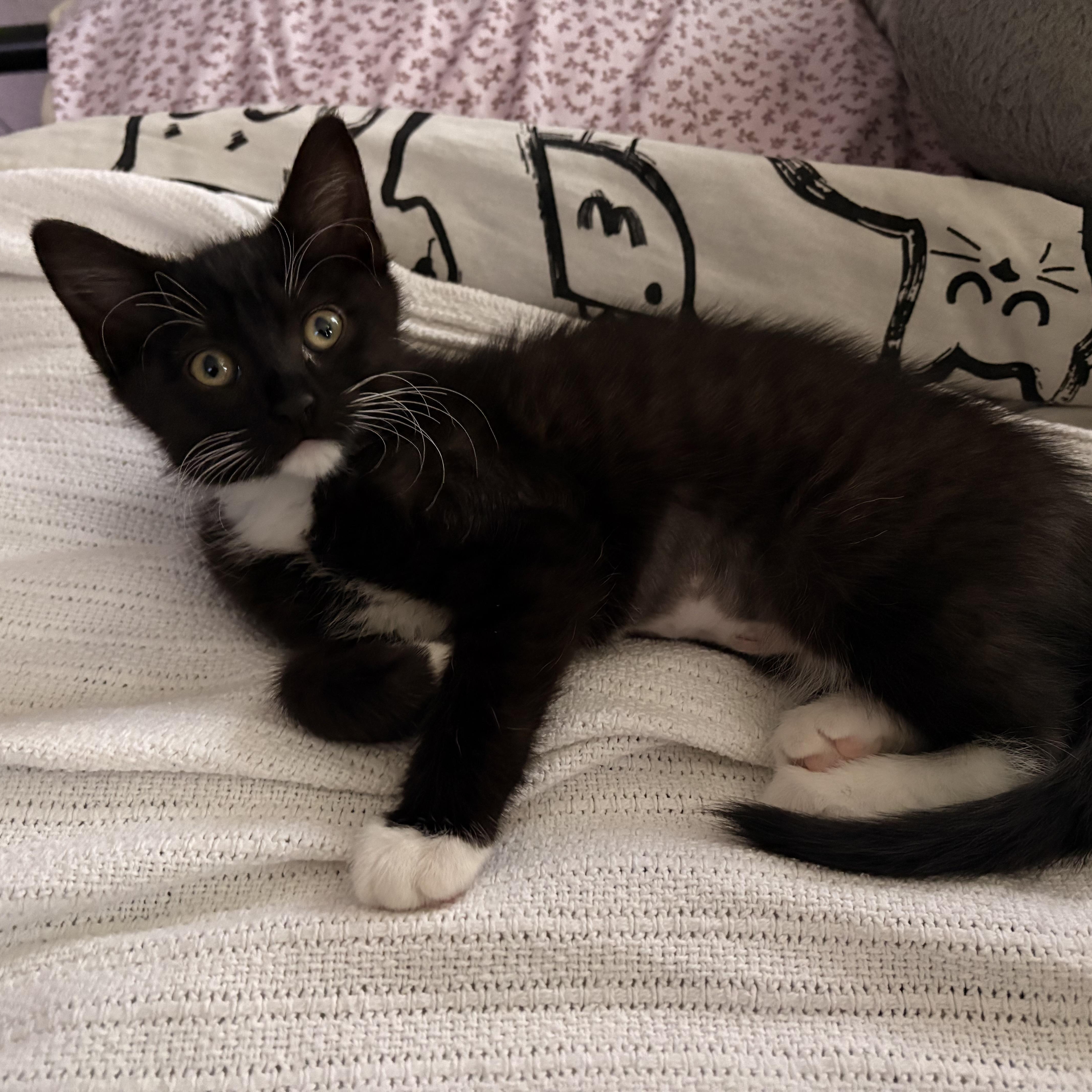 Enlarge Mabel, a ADOPTABLE mixed breed in Hyattsville, MD image 5/6