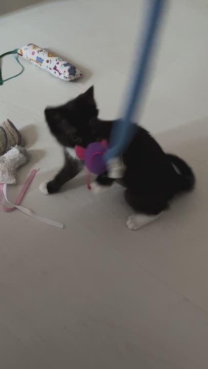 Enlarge Mabel, a ADOPTABLE mixed breed in Hyattsville, MD video 2/6