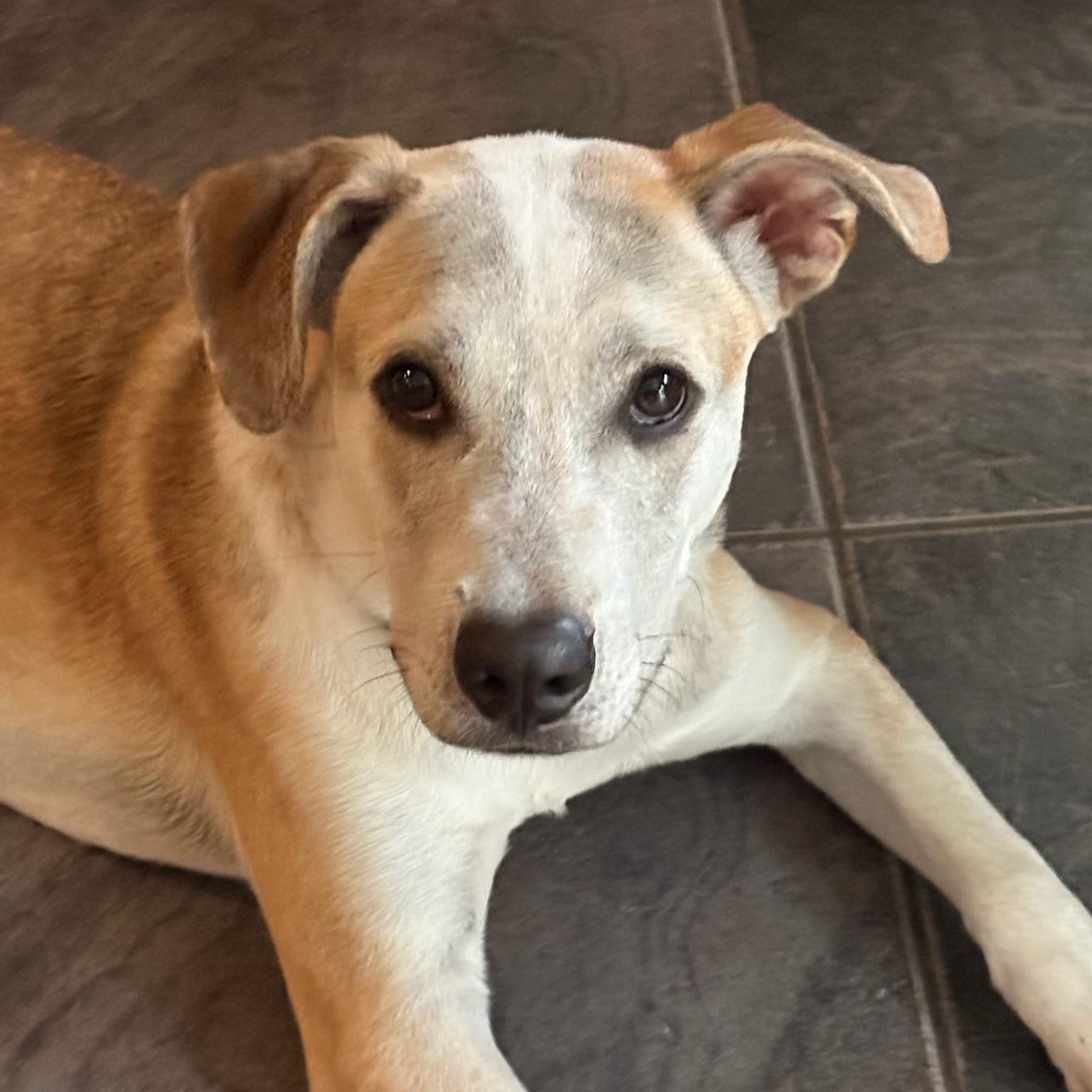 Enlarge Preach, a Adoptable mixed breed in Eatontown, NJ image 1/5