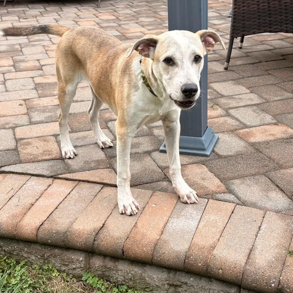 Enlarge Preach, a Adoptable mixed breed in Eatontown, NJ image 4/5