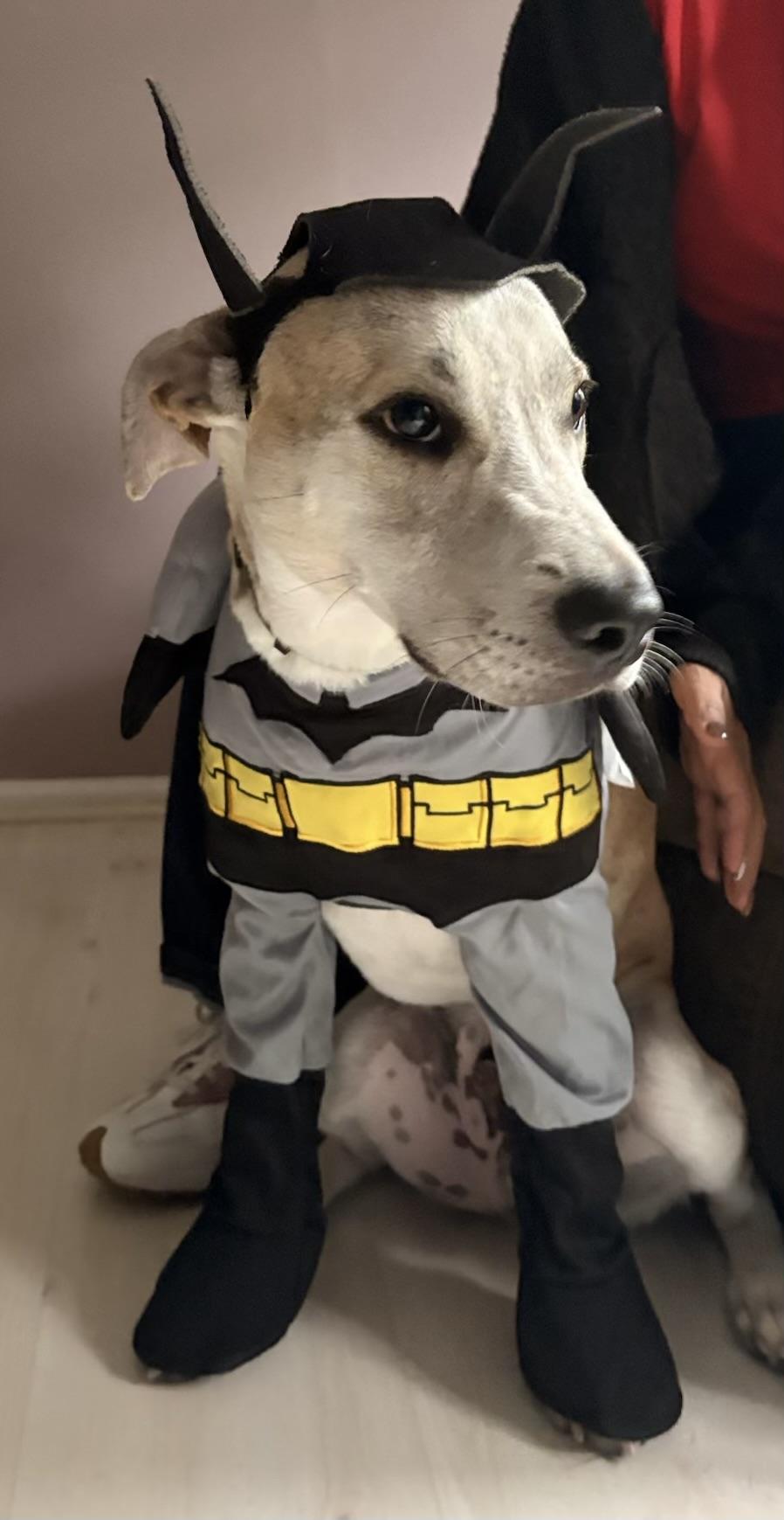 Enlarge Preach, a Adoptable mixed breed in Eatontown, NJ image 2/5