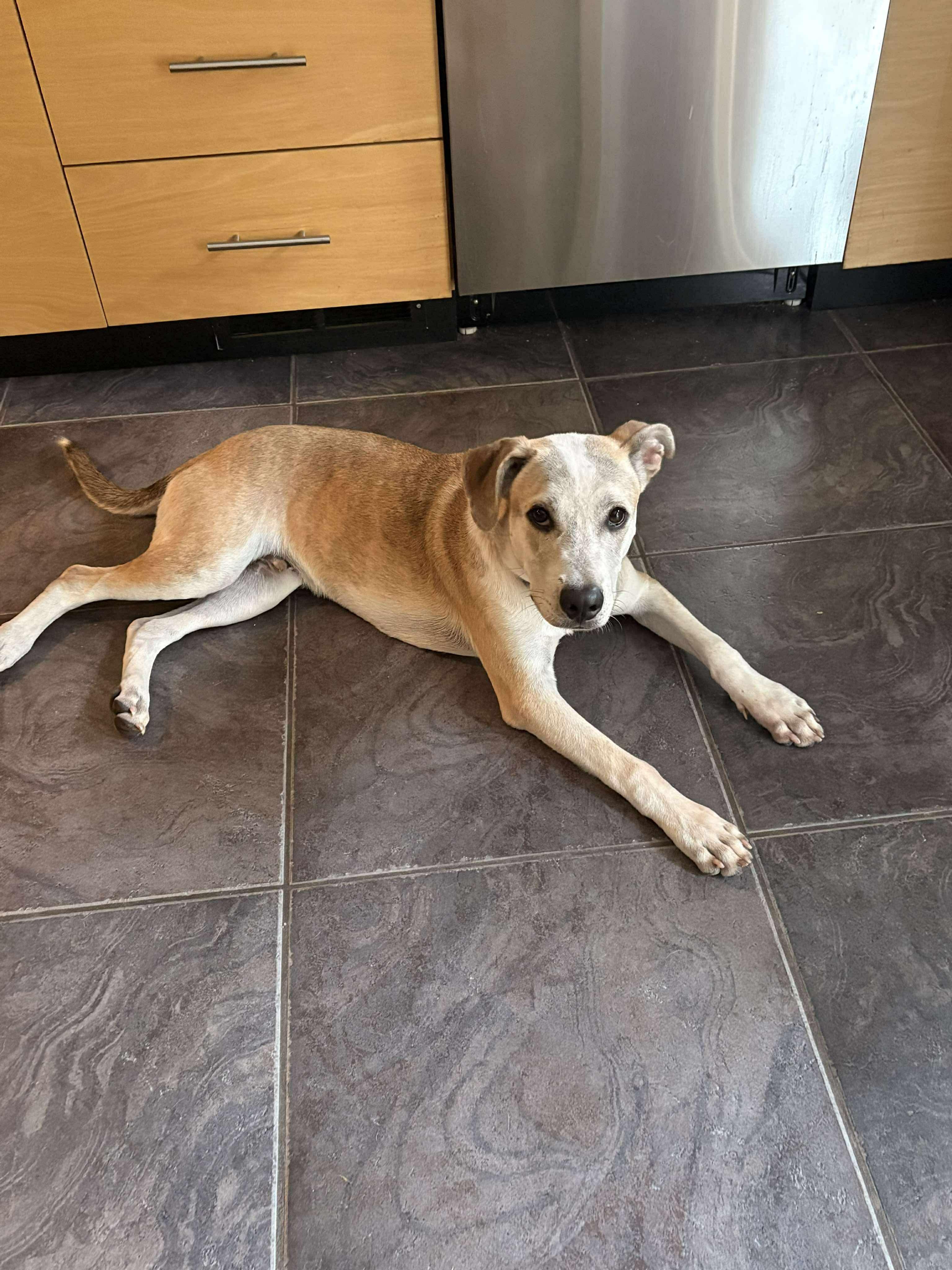 Enlarge Preach, a Adoptable mixed breed in Eatontown, NJ image 5/5