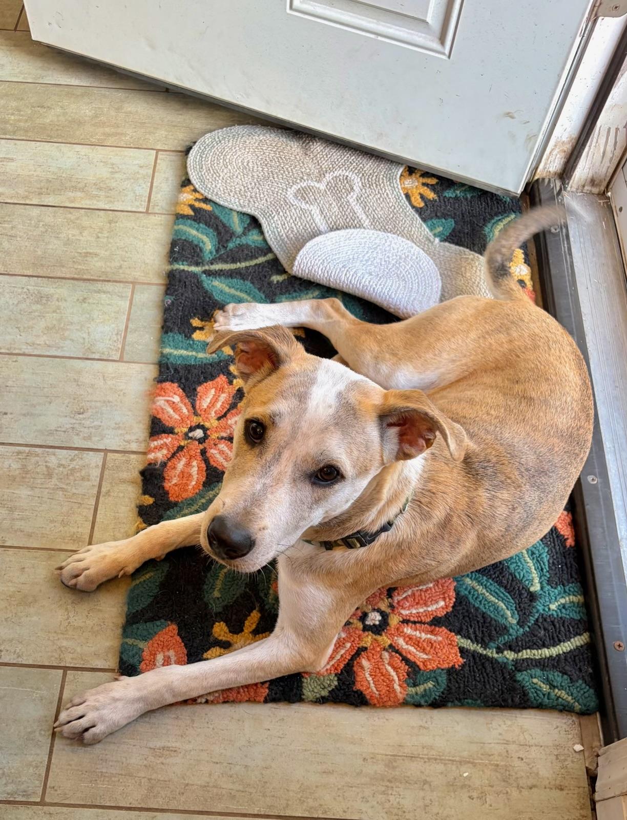 Enlarge Preach, a Adoptable mixed breed in Eatontown, NJ image 3/5