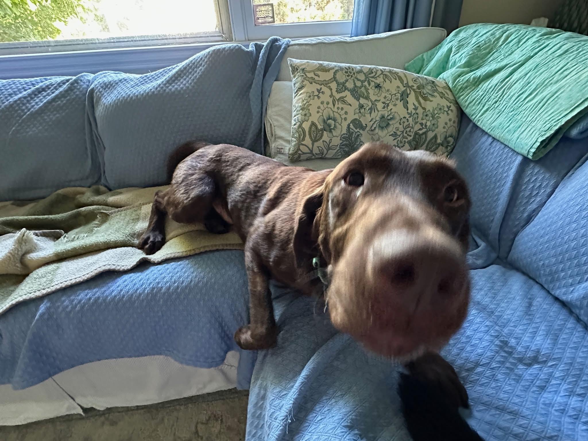 Enlarge Hank, an adopted mixed breed in Elkton, MD image 2/6