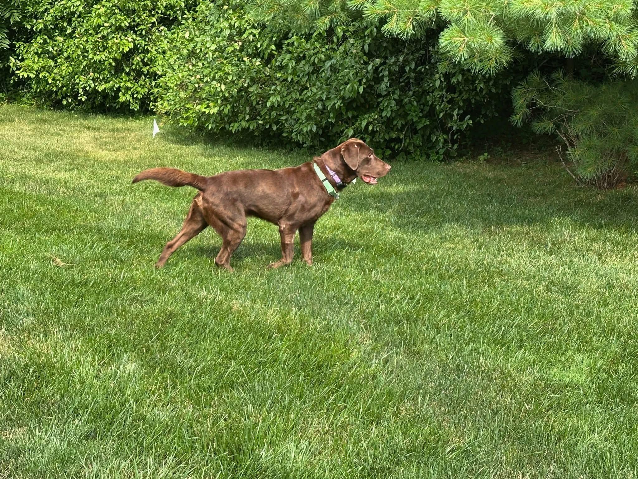 Enlarge Hank, an adopted mixed breed in Elkton, MD image 5/6