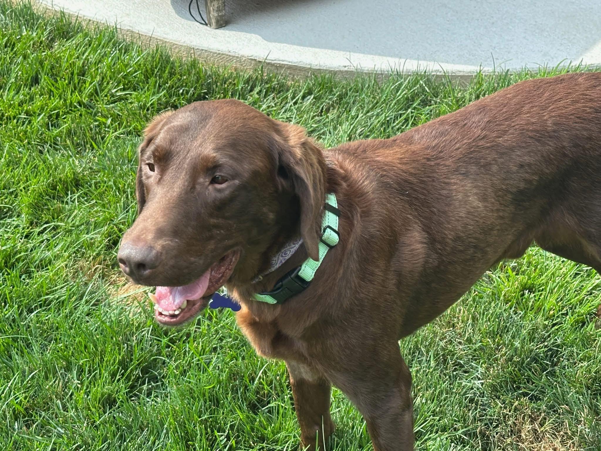 Enlarge Hank, an adopted mixed breed in Elkton, MD image 1/6