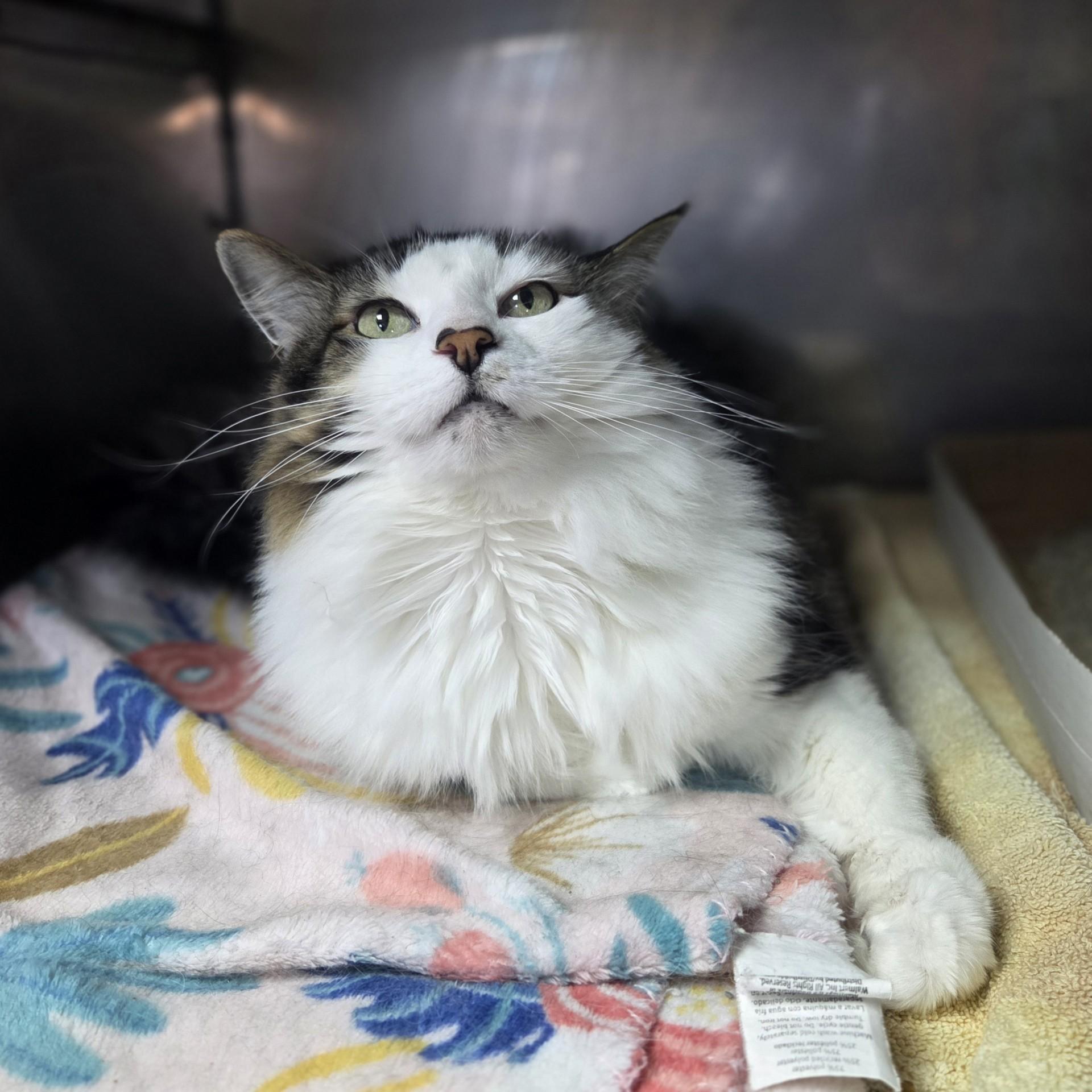 Enlarge Mee.co, a ADOPTABLE Domestic Long Hair in Brookings, SD image 2/2