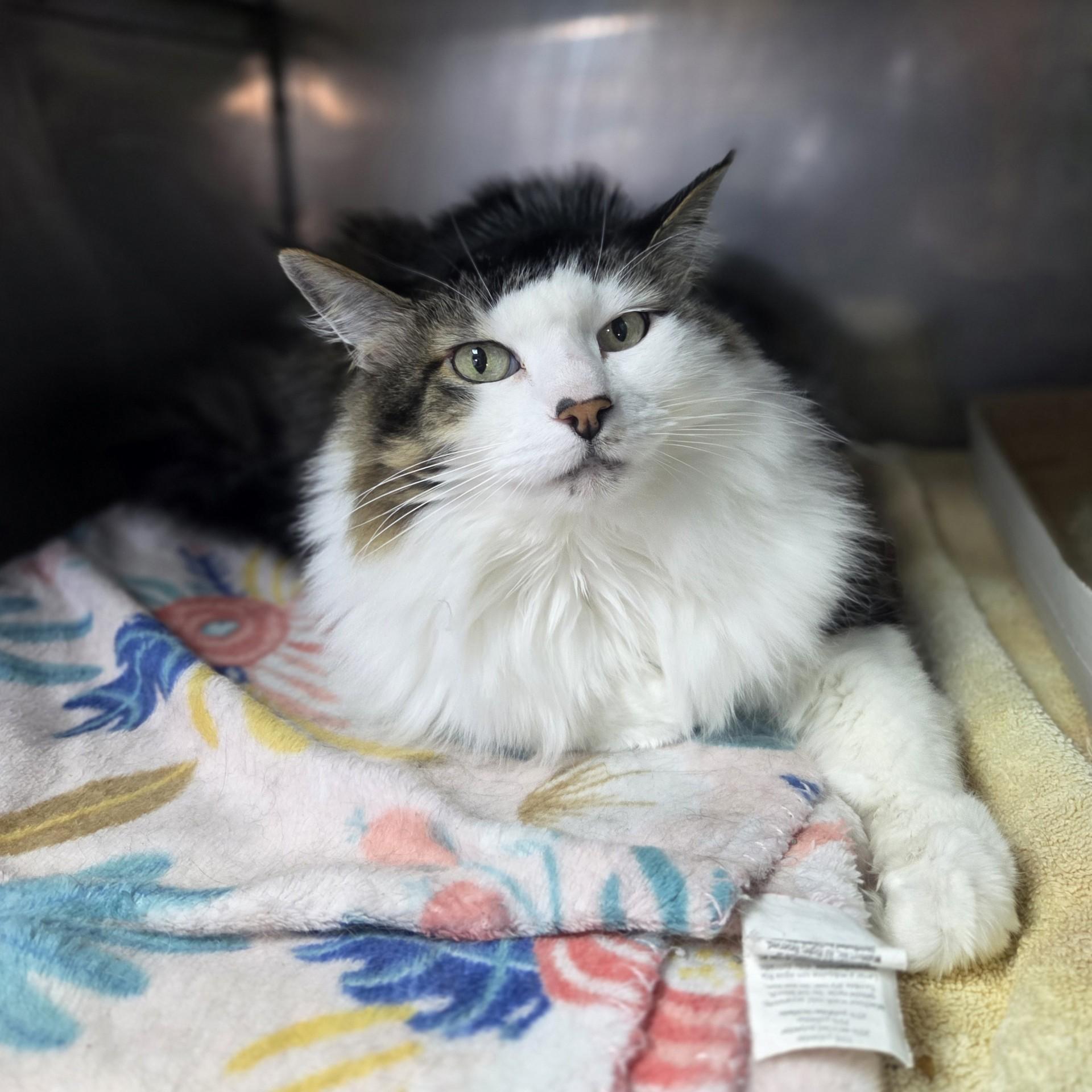 Mee.co, ADOPTABLE, Senior Female Domestic Long Hair.