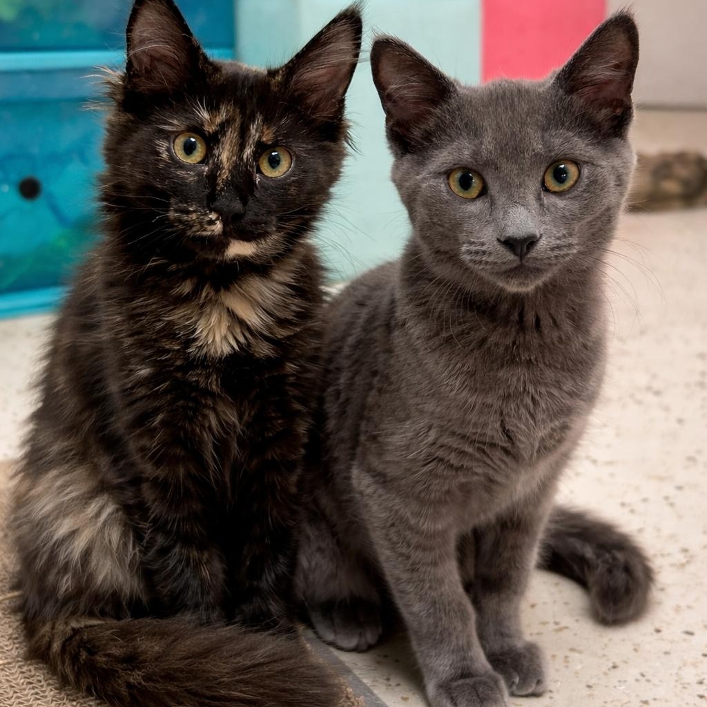Hope & Comet, adopted, Kitten Male Domestic Medium Hair.