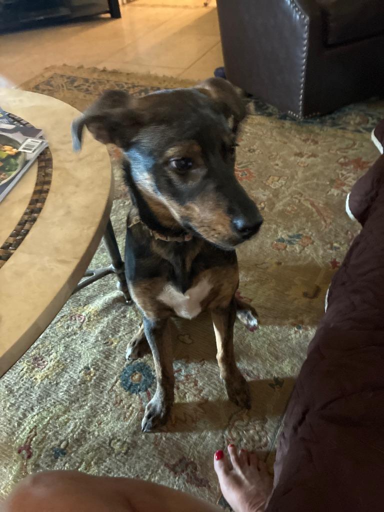 Enlarge Rosie, a Adoptable mixed breed in Mustang, OK image 1/3