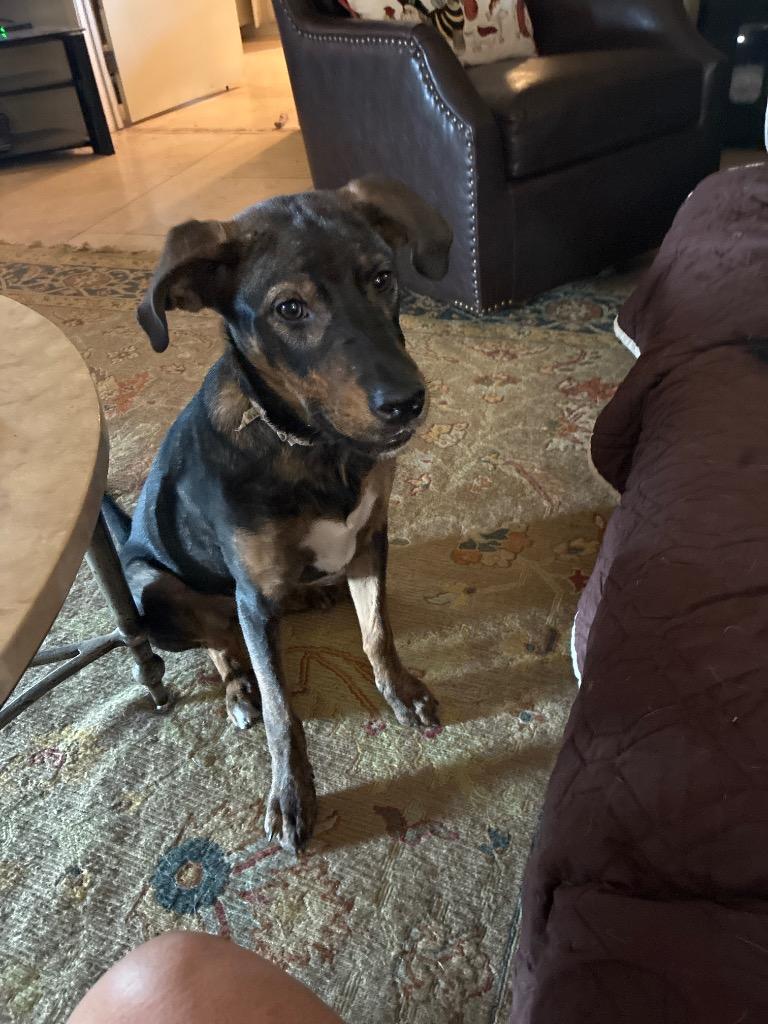 Enlarge Rosie, a Adoptable mixed breed in Mustang, OK image 2/3