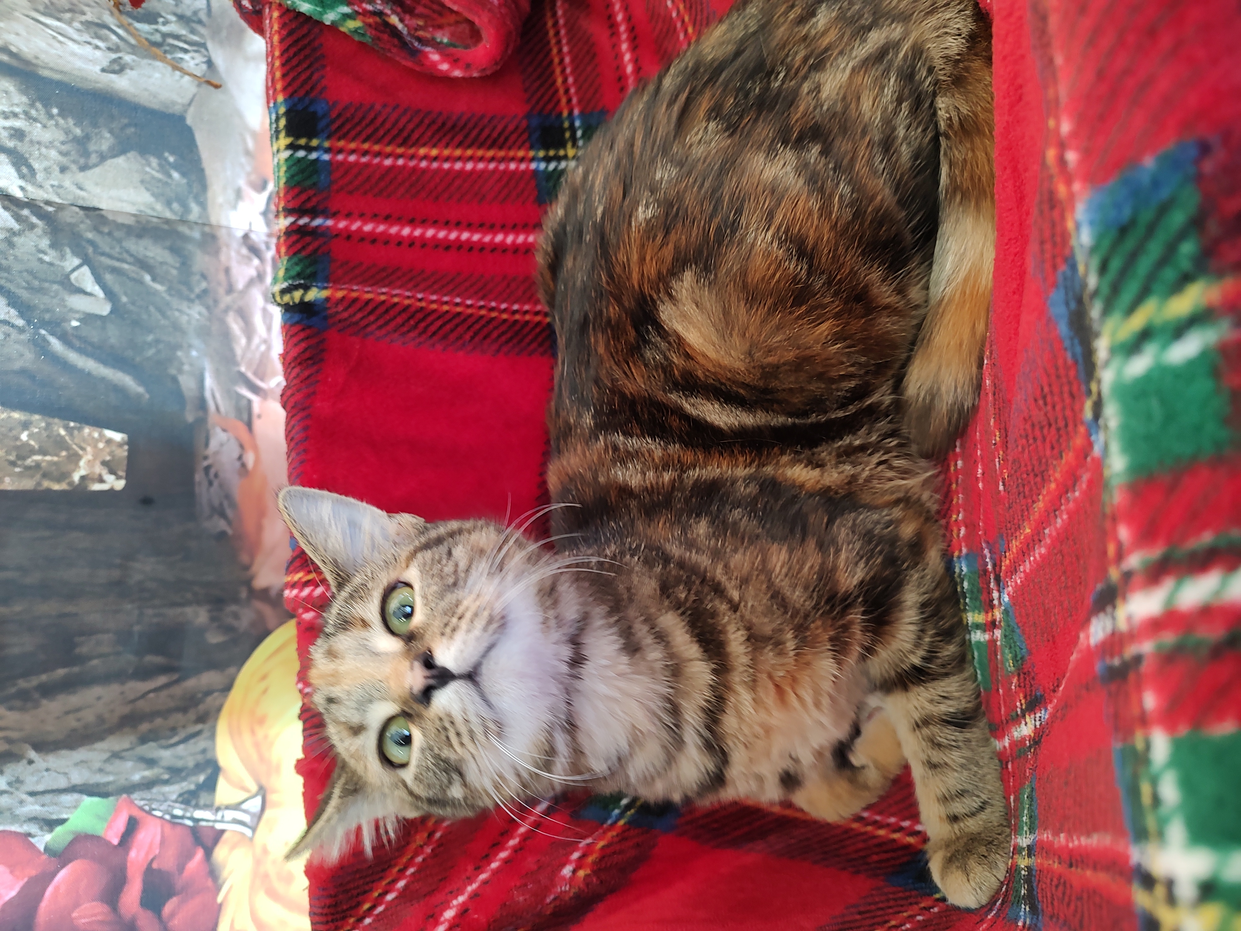 Cat for adoption Tabby, an American Shorthair in Cadiz, OH Petfinder