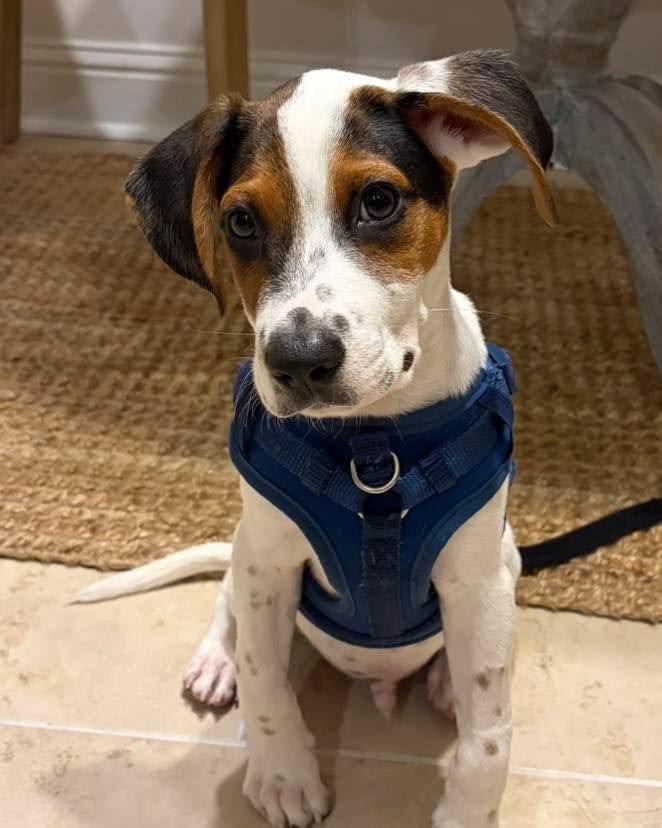 Onix, Adopted, Puppy Male Hound.