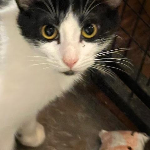 AMELIA, a Adoptable Tuxedo in Lake Ozark, MO image 1/2