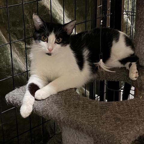 AMELIA, a Adoptable Tuxedo in Lake Ozark, MO image 2/2