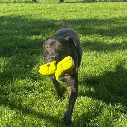 Enlarge Zuko, a ADOPTABLE Mixed Breed in Dubuque, IA image 3/3