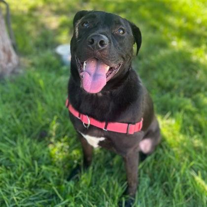 Enlarge Zuko, a ADOPTABLE Mixed Breed in Dubuque, IA image 2/3