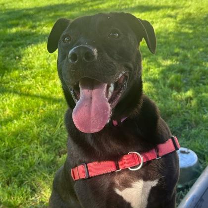 Zuko, ADOPTABLE, Young Male Mixed Breed.