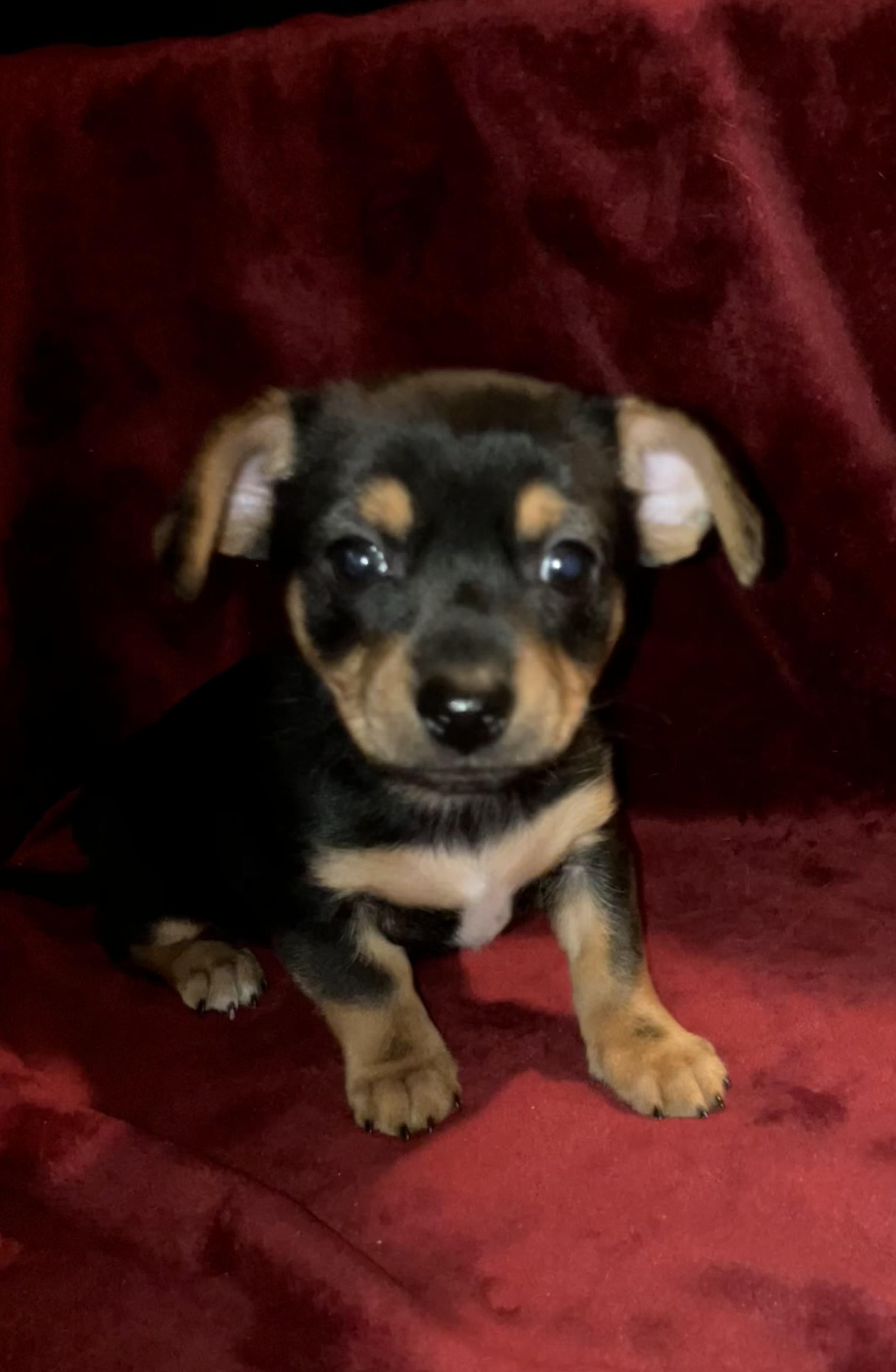 Muenster, adopted, Puppy Male Yorkshire Terrier & Chiweenie.