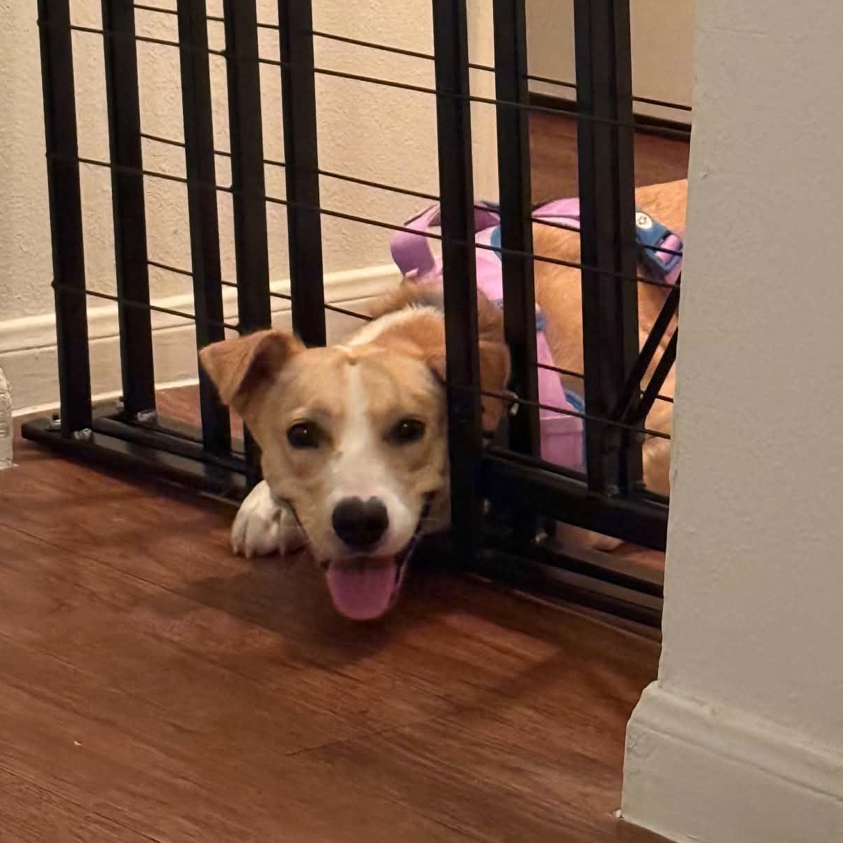 Enlarge Lucy girl, a Adoptable mixed breed in Philadelphia, PA image 6/6