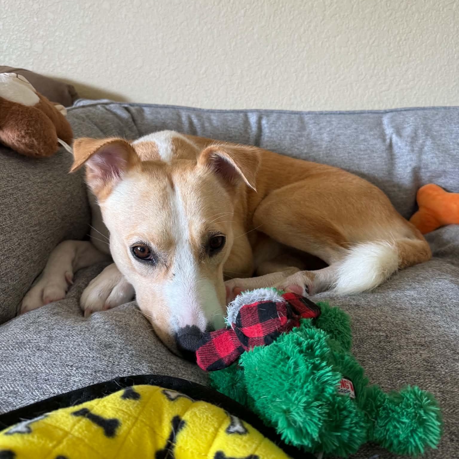 Enlarge Lucy girl, a Adoptable mixed breed in Philadelphia, PA image 5/6