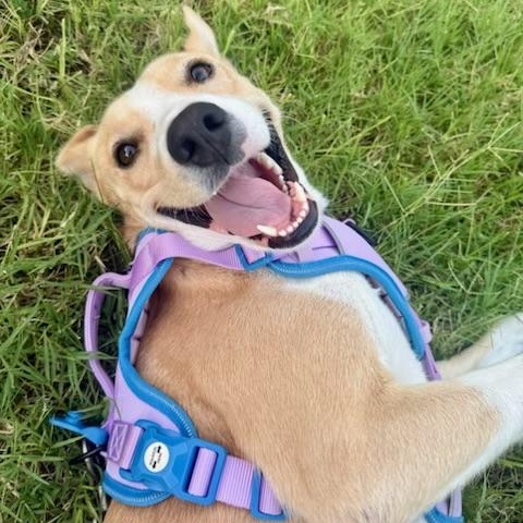 Enlarge Lucy girl, a Adoptable mixed breed in Philadelphia, PA image 4/6